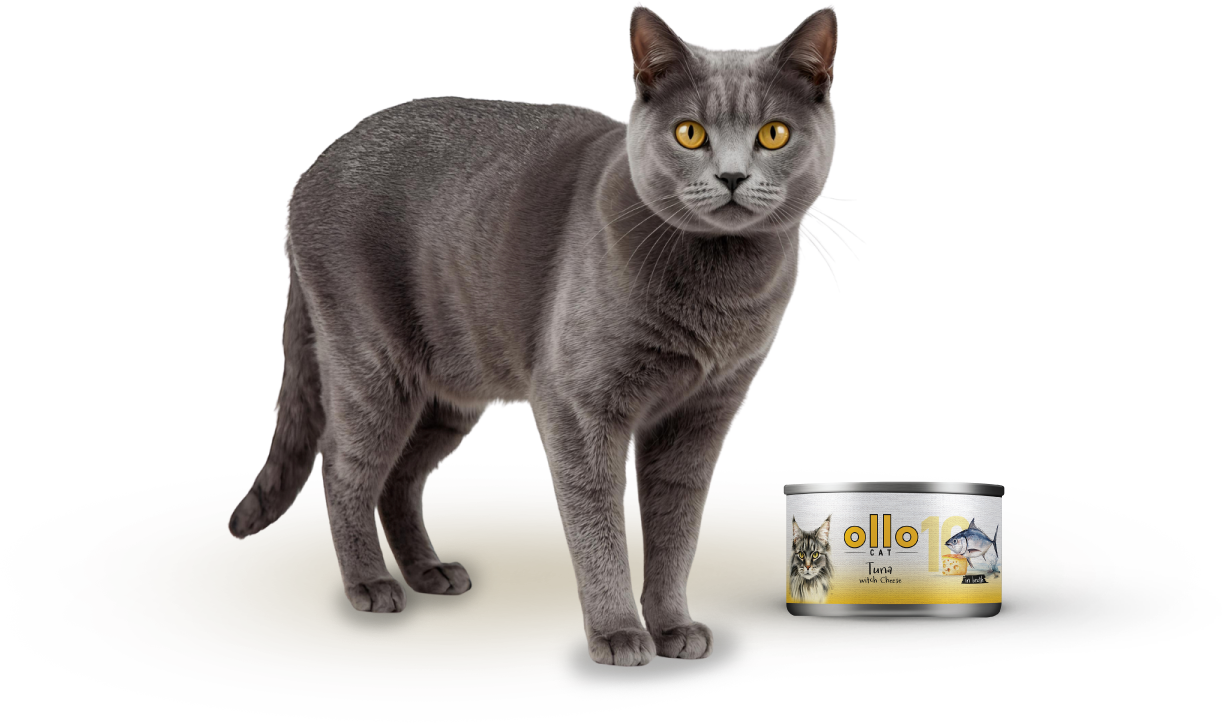cat10-cat