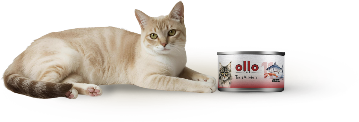 cat11-cat