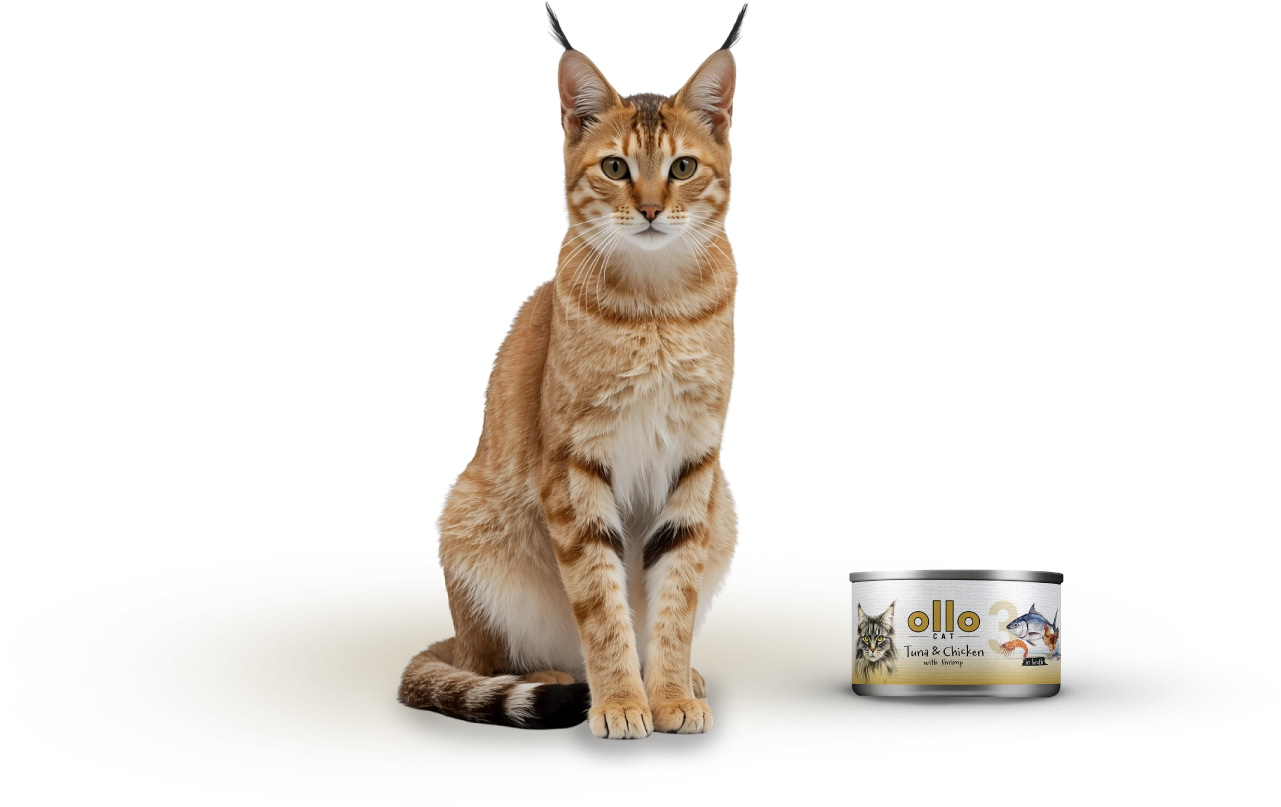 cat3-cat