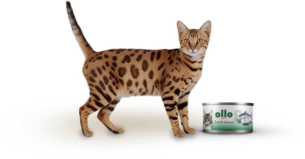 cat8-cat