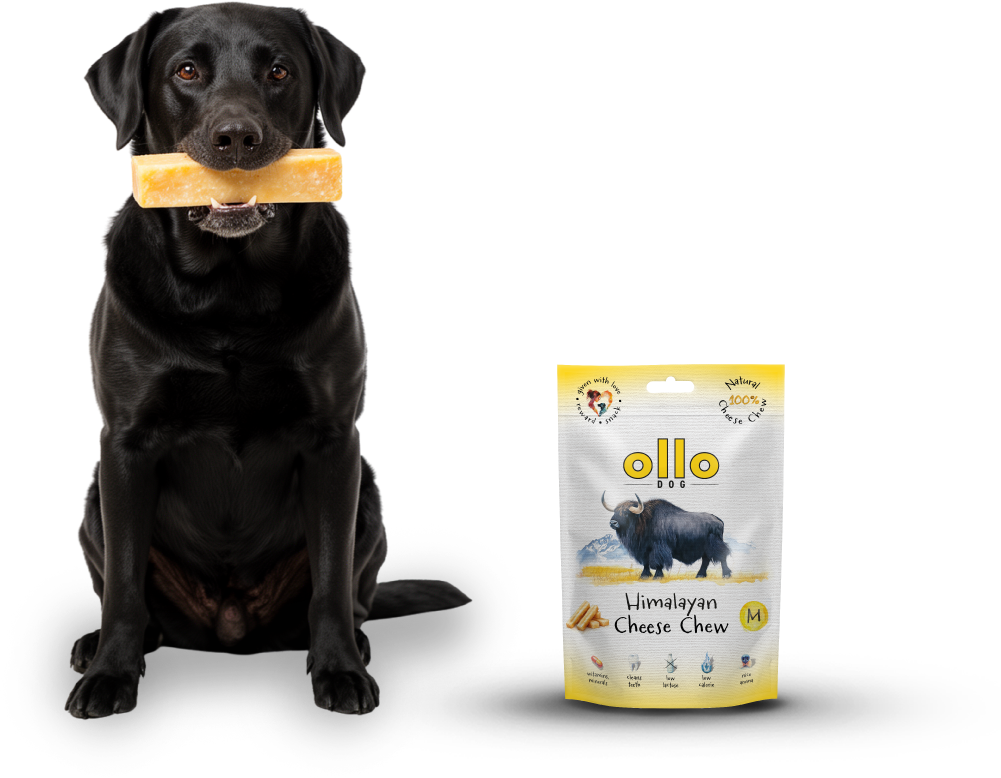 cheese-dog-2