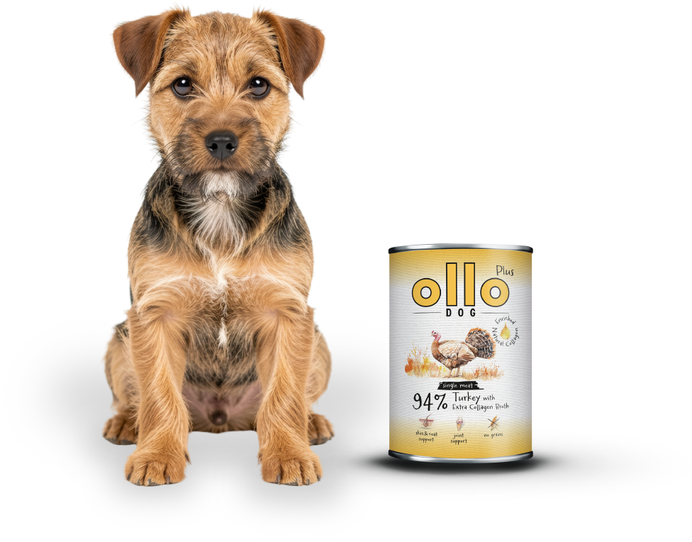 plus-turkey-dog