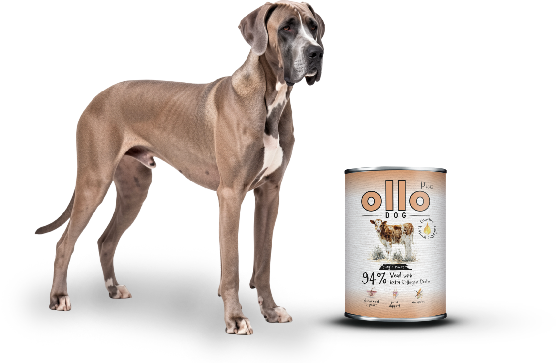 plus-veal-dog