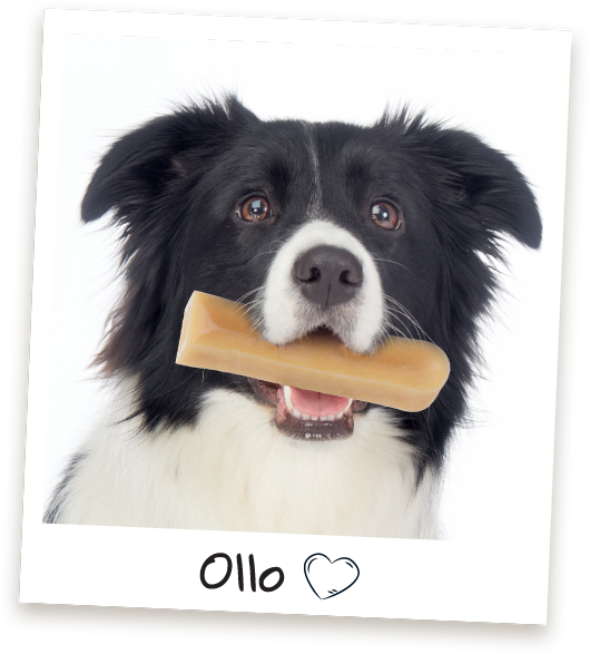 Przysmaki dla psa Ollo Ser Himalajski w Sklepie Ollo
