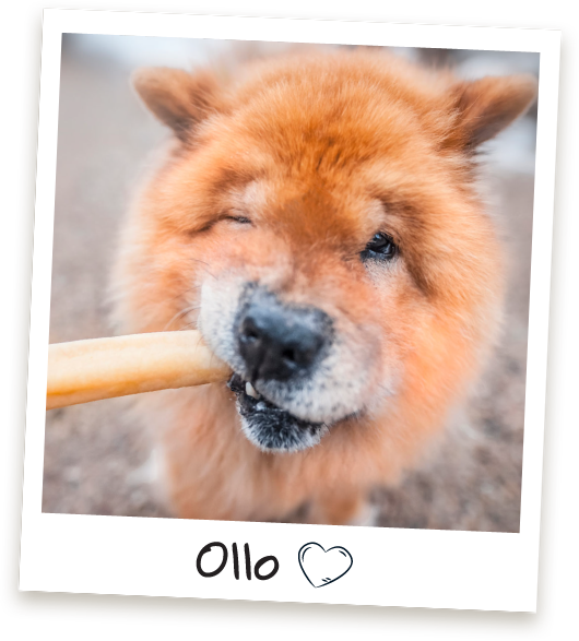 Przysmaki dla psa Ollo Ser Himalajski w Sklepie Ollo