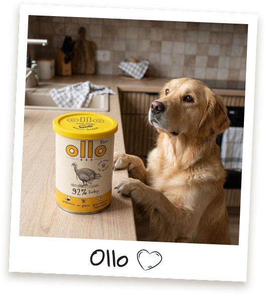 Pokrywka na puszkę Ollo w Sklepie Ollo