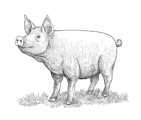 wieprzowina